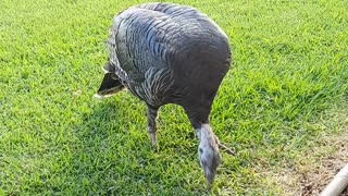 Turkey missing a foot