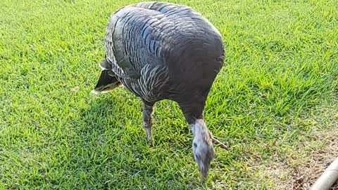 Turkey missing a foot