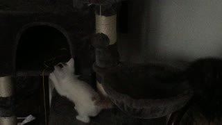 Kittens exploring a cat tree pt 3