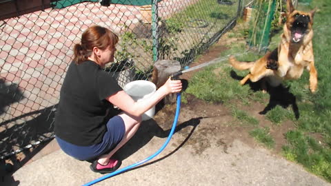 German Shepherd absolutely loves playing with water hose