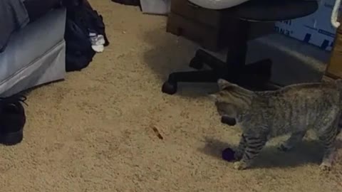 Cat has total meltdown over piece of candy
