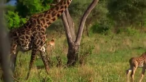 #wildlife Giraffe battles five lions to save baby