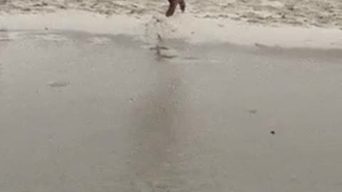 Funny great jumping on the beach gone wrong (Cute Video)