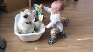 Westie and baby enjoy playtime with each other