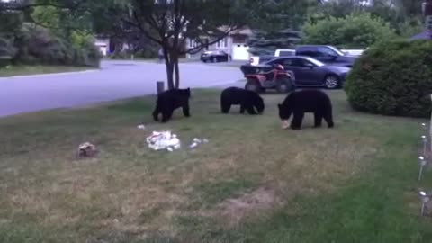 Trio of black bears chill out on front lawn