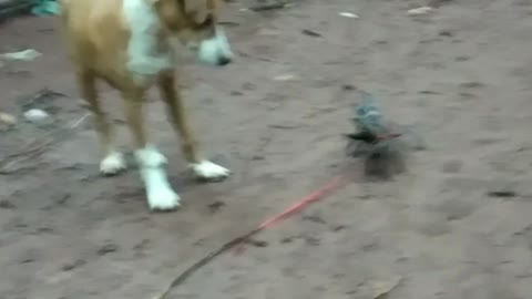 DOG PLAYING WITH A CRAB !!