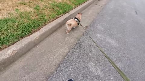 Cute Chug Puppy goes on a walk!