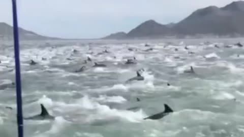 SEA CREATURES FREAKED THE FUCK OUT MENTAL NEVER SEEN SPECTACLE
