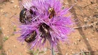 Beetles as busy as a bee!