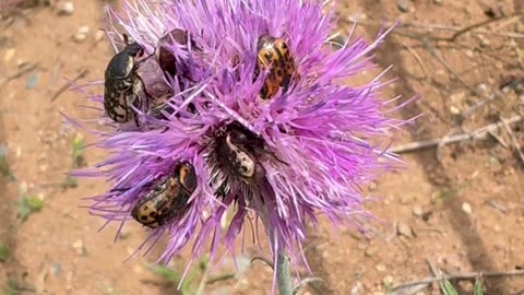 Beetles as busy as a bee!