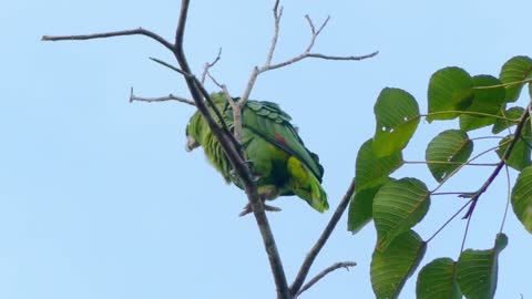 a cute green Bird