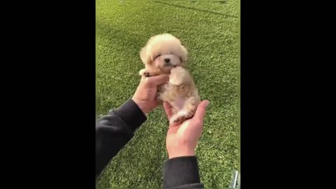 This little chubby puppy is just too cute, and it can even wink!