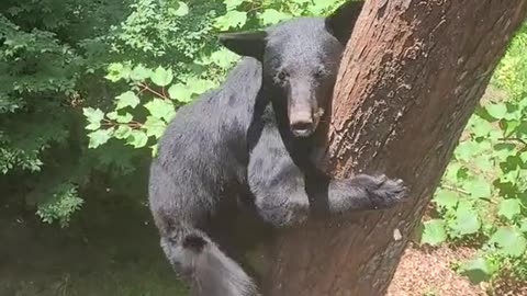 Wild bears climb trees to my house