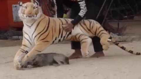 Funny Tiger Video and Funny Dogs video must watch 2021 #rumble#tiger_video#dogs_video