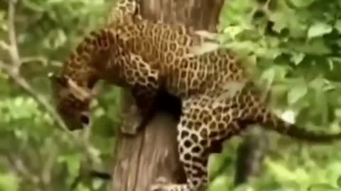 South Africa Forest leopard Hunting