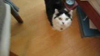 A cat says "MAMA" to beg food, How cute!