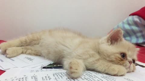 Kitten studying for an exam