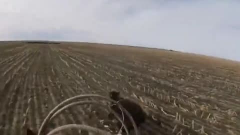 Watch this rancher gathering a stray