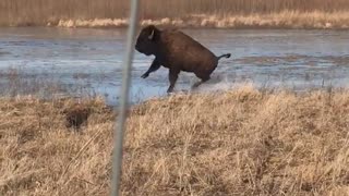 Bison Speed Skating Olympic Trials 2018