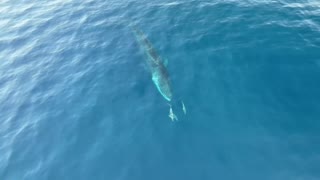 Video: Alertan del riesgo de colisiones de buques con ballenas en costas españolas