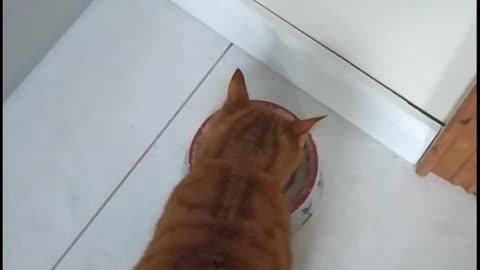Cat adorably asks for food
