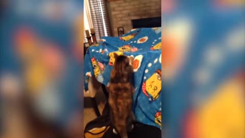 Best funny cats video