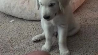 Small white puppy high fives his owner