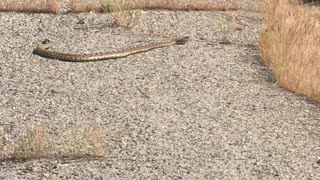 Rattlesnake on street
