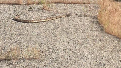 Rattlesnake on street