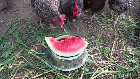 Got a deal on an ALDI watermelon for my chickens.