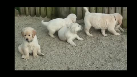 Puppies funny video