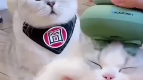 This Cat Enjoys The Massage, But Look At The Cat Expression On The Back | Funny Cats