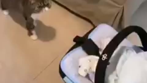 Cat concern about crying baby