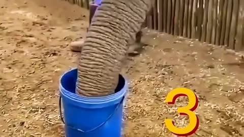 This elephant is so powerful that it can drink a bucket of water in three seconds