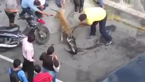 Dog Fight That Shocked Entire World!