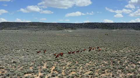 Aerial Drone Shot of Wild Horses Galloping Through Mountain Field, Slow Motion