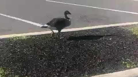 flock of geese part 2 ....by jack the Irish wolfhound