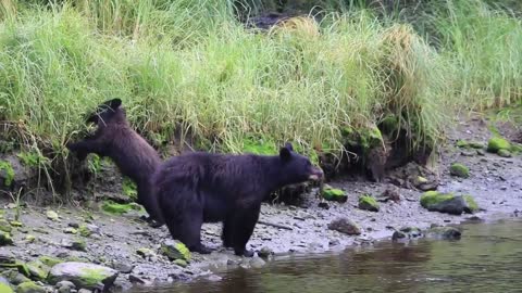 Hungry Bear searching for food