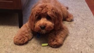 Brown fluffy dog plays with a piece of celery on tan carpet