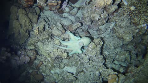 Octopus Hunting in the Red Sea