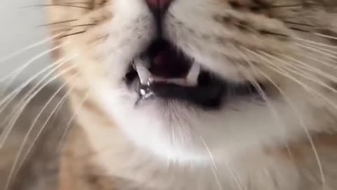 Funny cat video