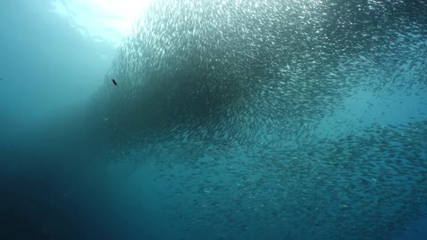 Sardine run at Moalboal Ball of Hole [BAIT BALL]