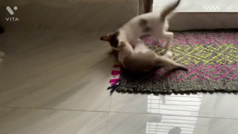 Cute kittens are fighting with each other | Funny kittens