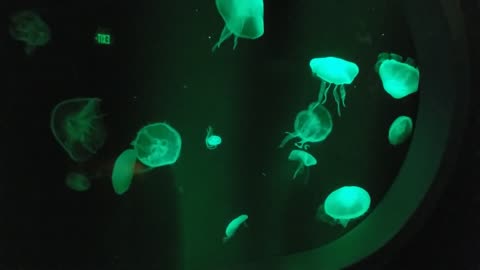 Jellyfish illumination