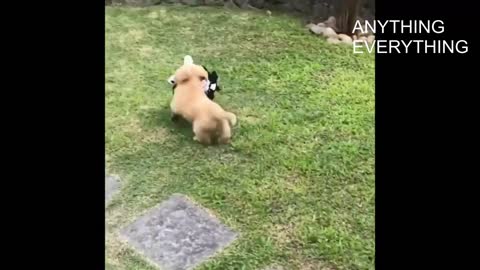 cute golden retriever playful