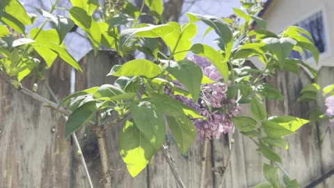 The lilacs are blooming and smell wonderful!!!! and a look at the Bragmancia a month later...
