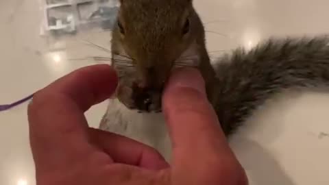 Squirrel Fussing! Volume Up