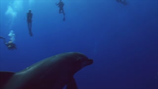 Careful Diver Prevent Getting Shocked of a Dolphin Near Him