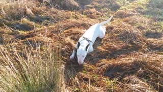 English Bull Terrier practices his army crawl
