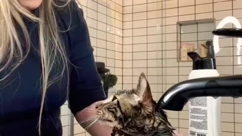 Cat bath video 🐱🥶😰 cat videos cat funny videos